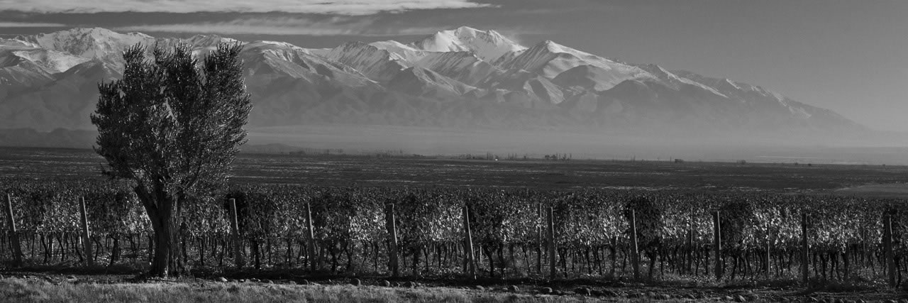 Mendoza landscape